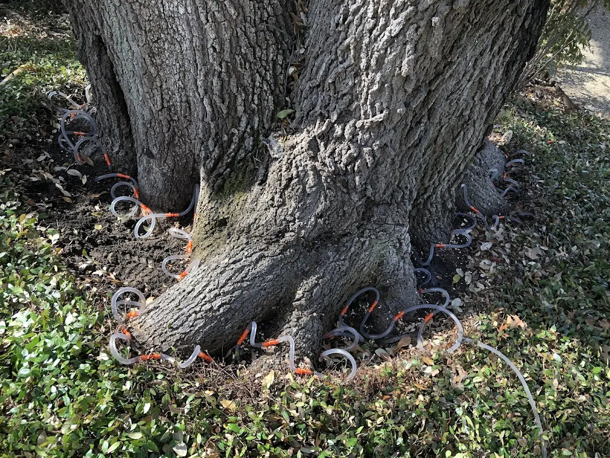 Detailed Tree Cabling and Bracing job site in Lovely