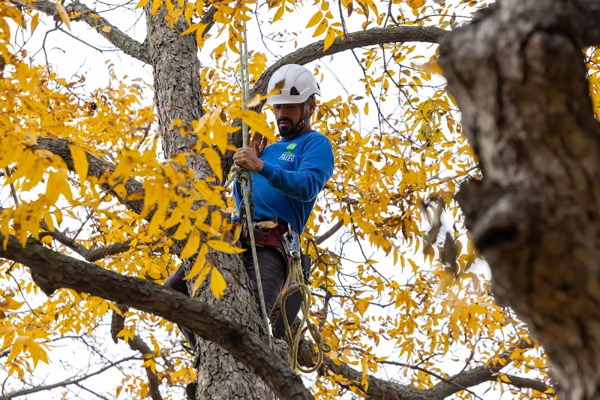Skilled Tree Pruning crew working in Lovely